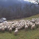 Sheeps, in Alpago