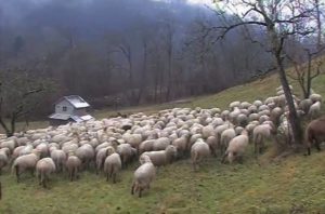 Sheeps, in Alpago