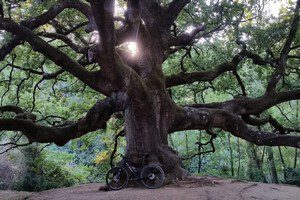 The witches' oak