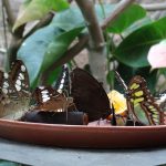 Butterflies at Villa Garzoni, Collodi