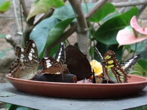 Butterflies at Villa Garzoni, Collodi