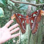 Huge butterfly at Villa Garzoni, Collodi