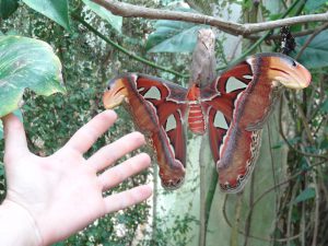 Huge butterfly at Villa Garzoni, Collodi