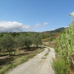 Olive trees, Tuscany