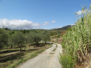 Olive trees, Tuscany
