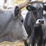 Cows - FICO Eataly World