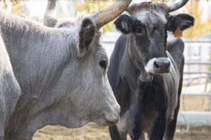 Cows - FICO Eataly World