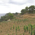 Farming in Gorgona