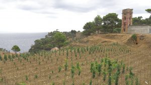 Farming in Gorgona