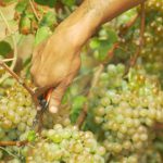 Gorgona, Working in the vineyard