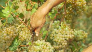 Gorgona, Working in the vineyard