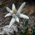 Edelweiss