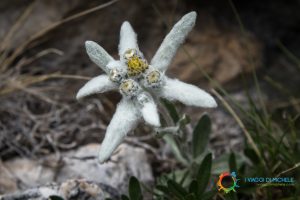 Edelweiss