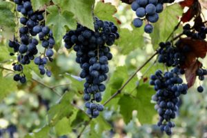 Grasparossa grapes, by Valentina Grossi