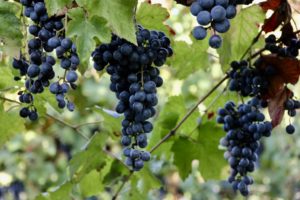 Grasparossa grapes, by Valentina Grossi