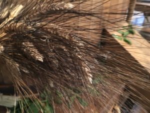 Senatore Cappelli wheat variety