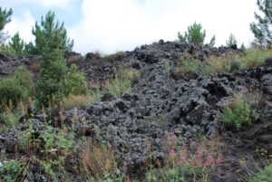 Nature struggling against the lava