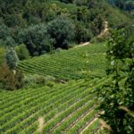 Usigliano, vineyards