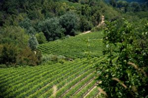 Usigliano, vineyards