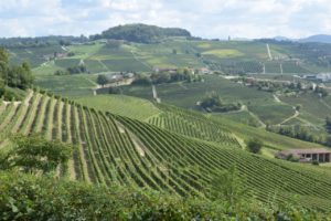 The Vineyard Landscape of Langhe