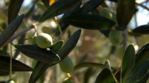 Olive Tree from Umbria