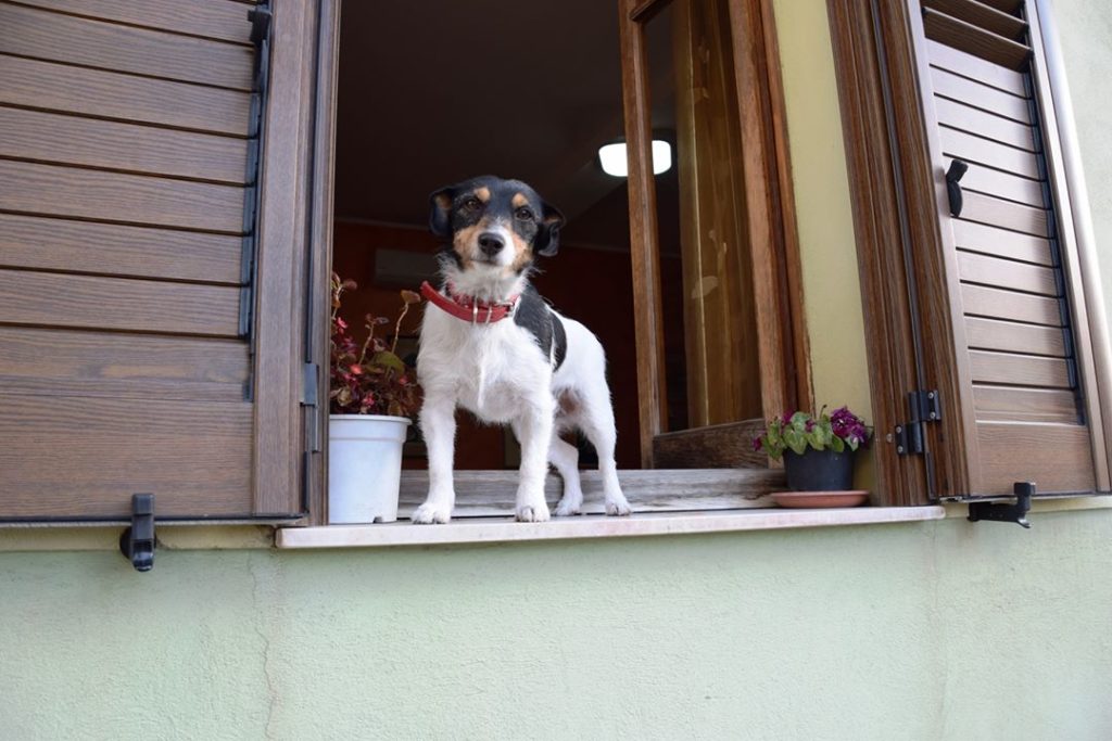 Samugheo, a curious and friendly dog in a window!