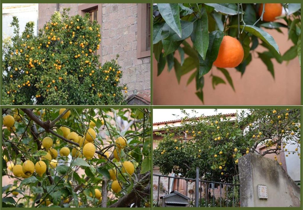 Samugheo, lemon and orange trees abound everywhere throughout the town