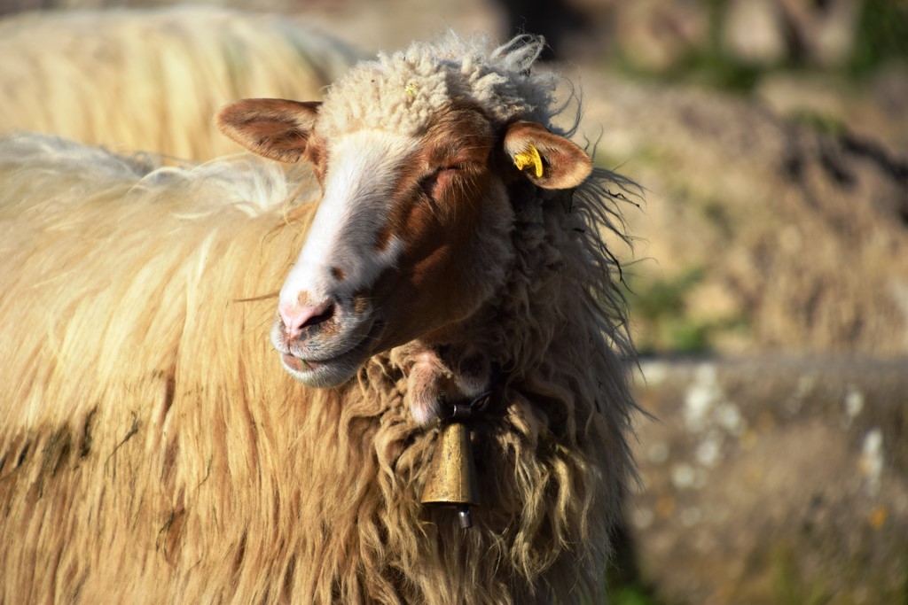 Samugheo - A farmer was using his sheep to 'mow the lawn' of the treed divider on a local boulevard