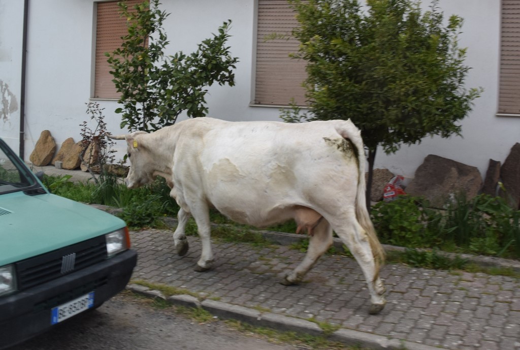 Samugheo - On our ride to the mill we passed a milk cow walking down the sidewalk