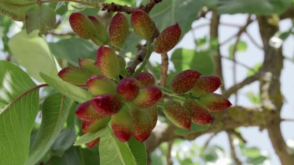Kolymbetrha, pistachios tree