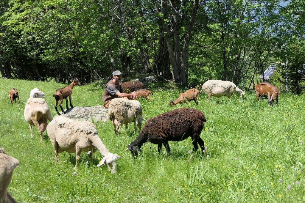 Aosta Valley: Grazing