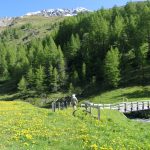 Great St Bernard Valley