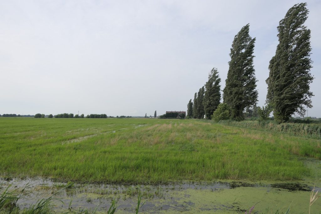 Bio rice fields