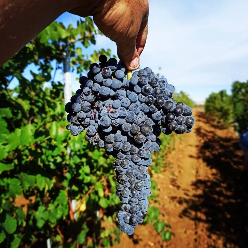 Grapes