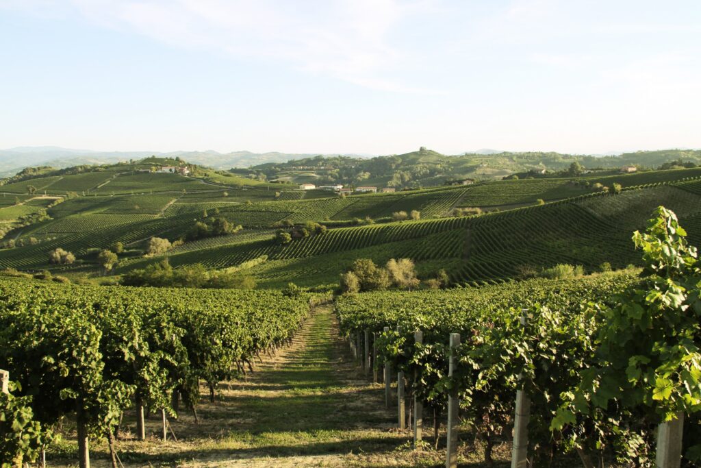 Acqui Terme Vineyards