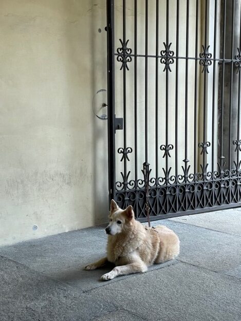 Dites à votre chien que je dis bonjour