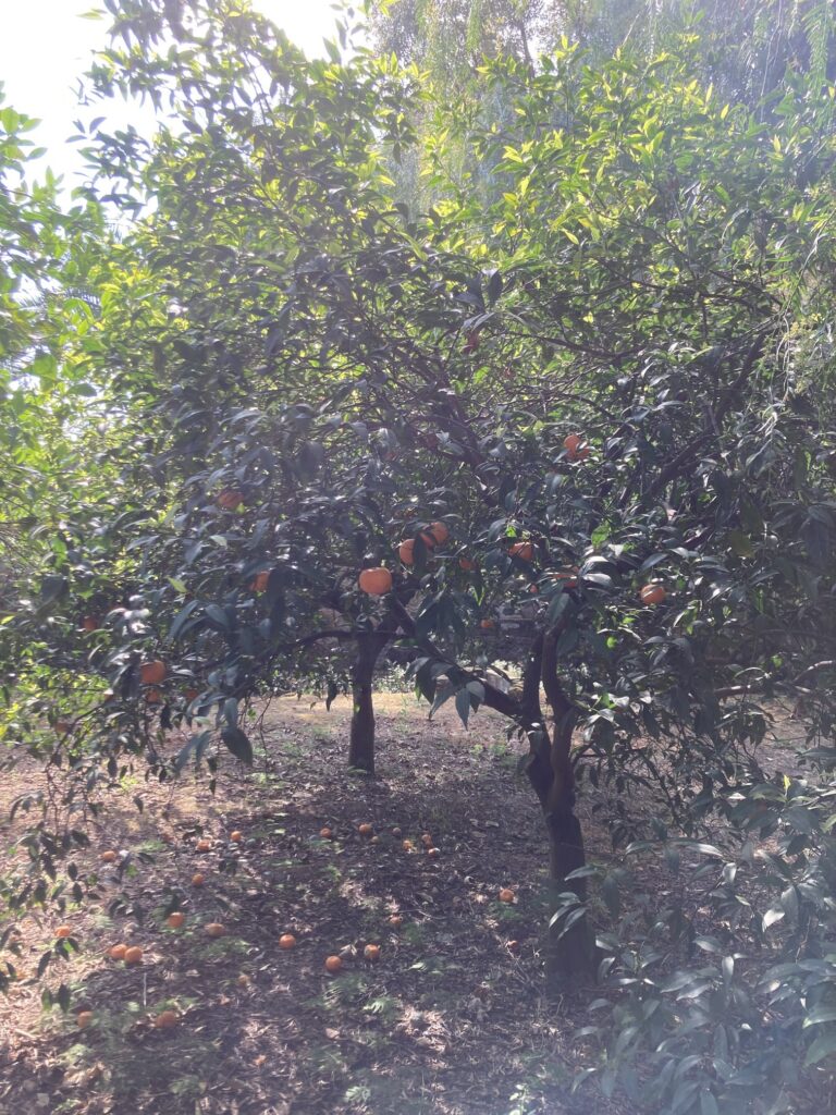 Clementine trees