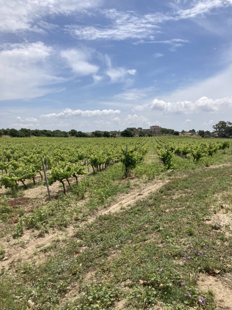 Nero d'avola vines