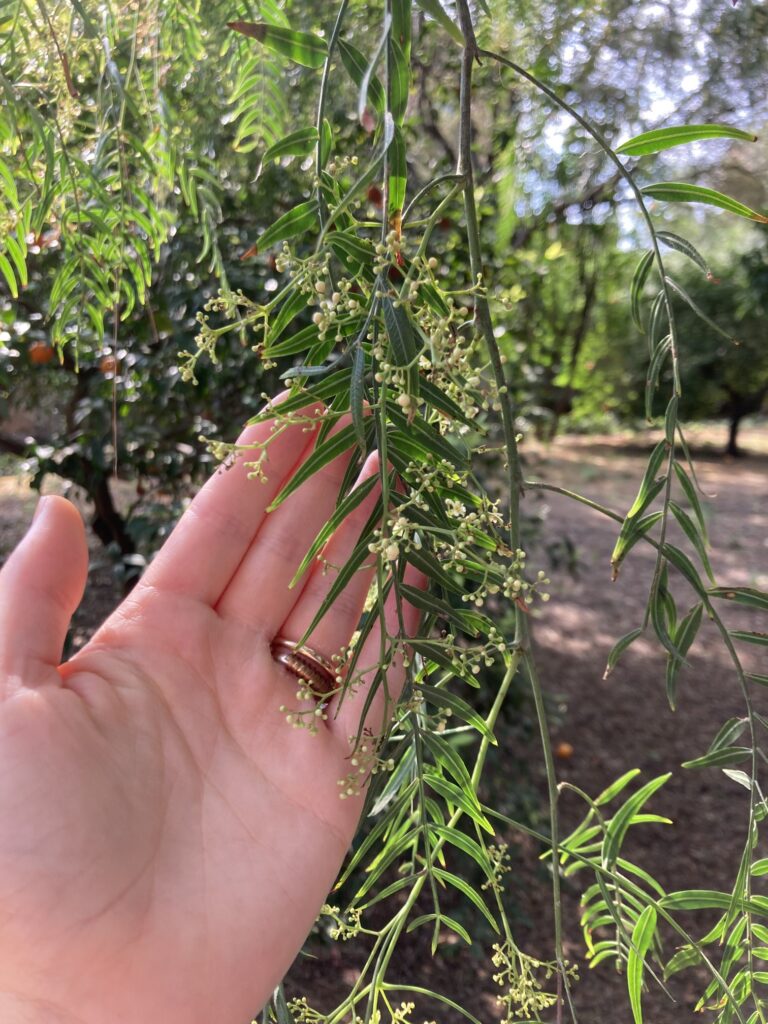 Pepper tree