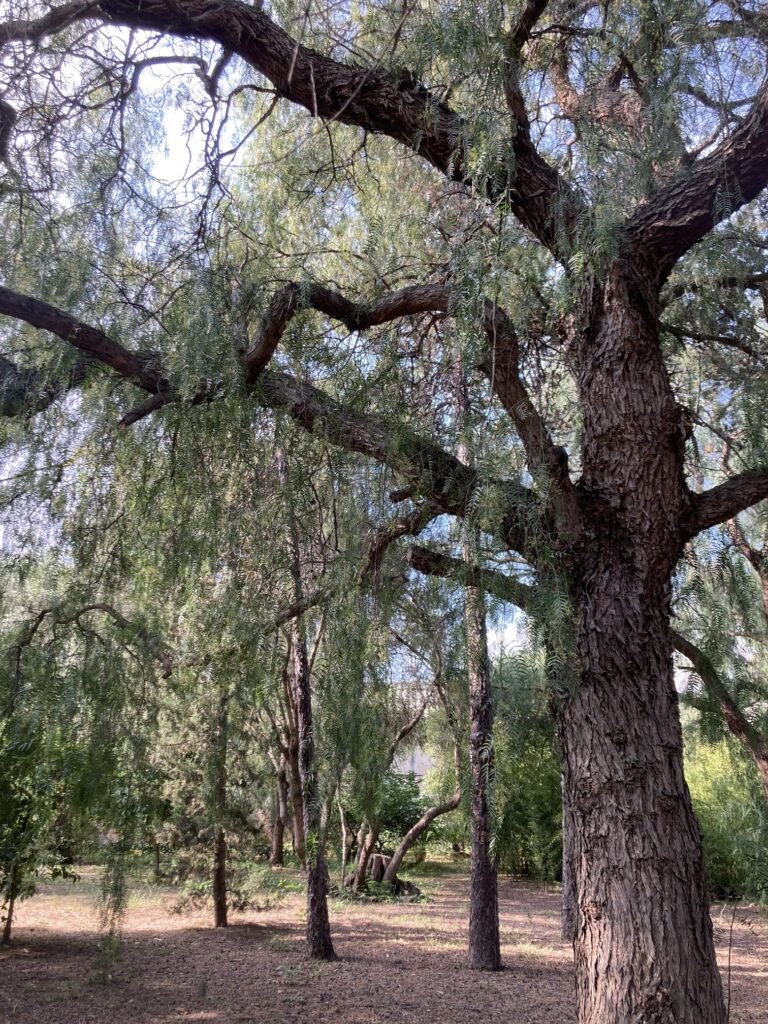 The Manor has three hectres of land, with a beautiful shady garden of exotic and typical Sicilian trees